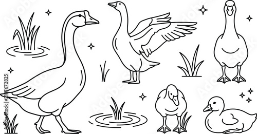 Bild auf Leinwand Goose and duck farm poultry line icon set featuring gosling swan wings flapping
