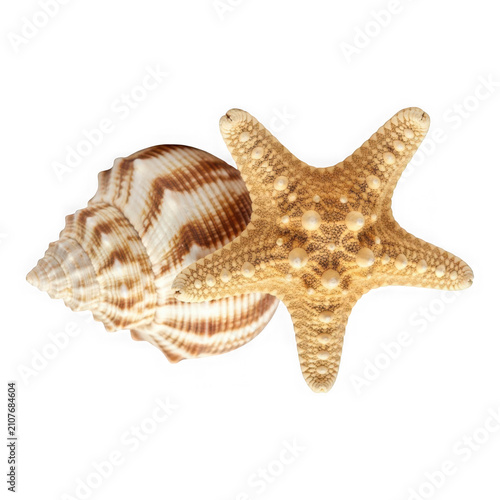 Seashell and starfish duo isolated on transparent background