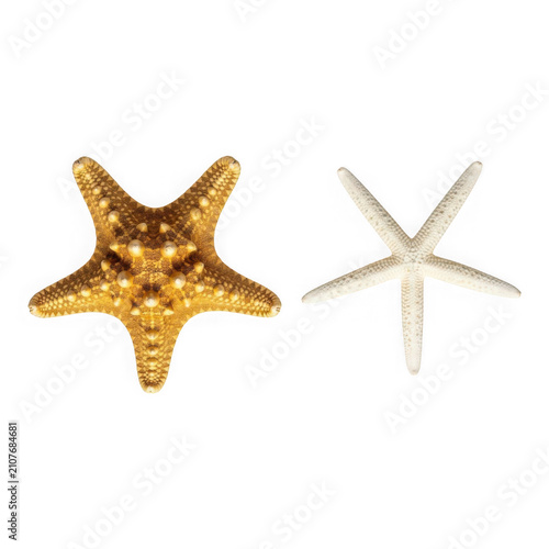 Two starfish isolated on transparent background