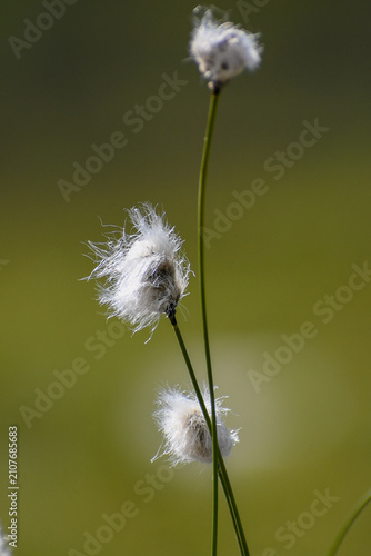 Konstfotografi Cotton grass seed heads swaying in a wetland in Swedish Lapland