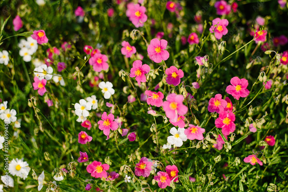 Fototapeta premium Beautiful Pink and White Rock Rose Flowers in Summer Garden