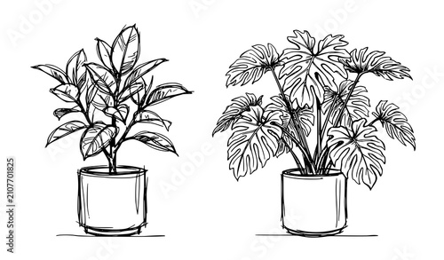 Hand drawn indoor plants sketch vector line art ornamental rubber plant philodendron architectural interior design graphics
