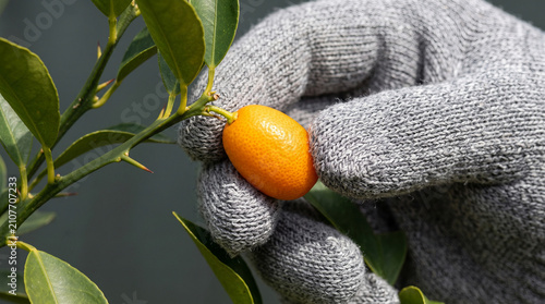 Gloved hand picking a fresh orange kumquat from a thorny branch