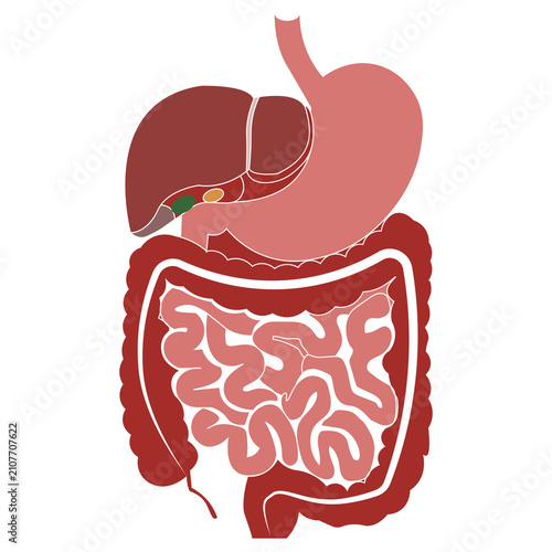 Human digestive system illustration simplified anatomical vector art