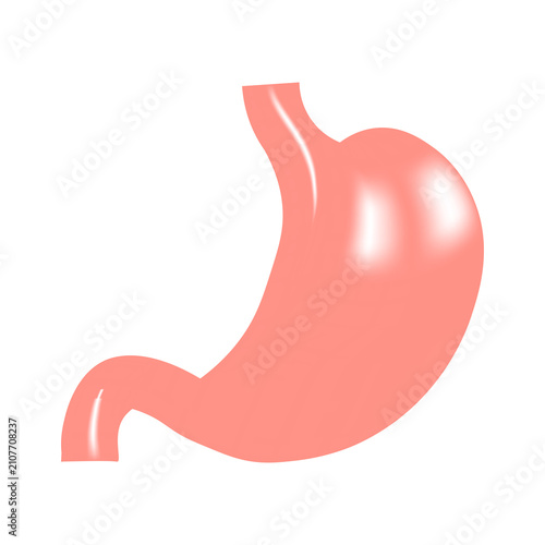 Human Stomach Vector Illustration With Gradient Coloring