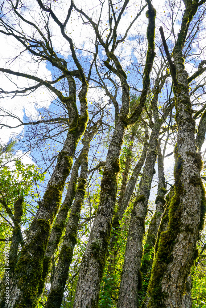 Fototapeta premium Mossy Trees Looking Up in Jiuzhaigou Forest