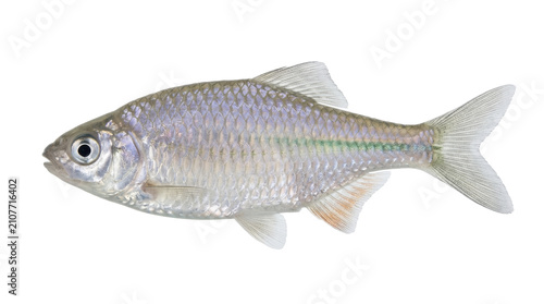 East Asian bitterling fish specimen detailed scales and fins isolated on transparent background rhodeus amarus ichthyology