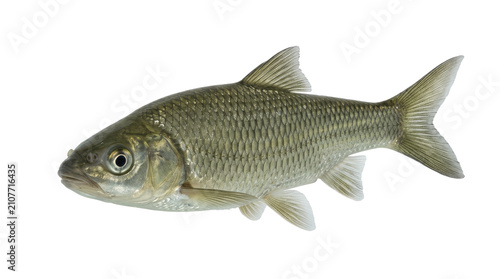 East Asian dace fish portrait detailed scales and fins isolated on transparent background cyprinus rubrofuscus illustration