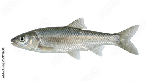 East Asian dace specimen photograph detailed scales and fins visible on transparent background fish cyprinus micristius