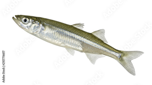 Eastern Brook Silverside Fish Specimen Detailed Anatomy Silver Scales On Transparent Background ichthyology marine biology aquatic