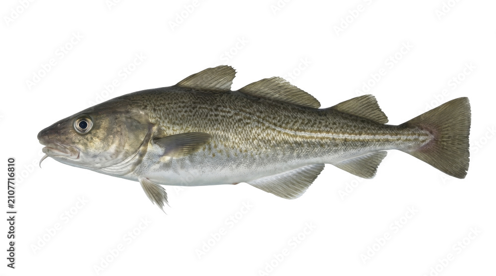 Obraz premium Eastern Cod Specimen Detailed Photograph With Scaly Texture Isolated On Transparent Background atlantic codfish gadus morhua