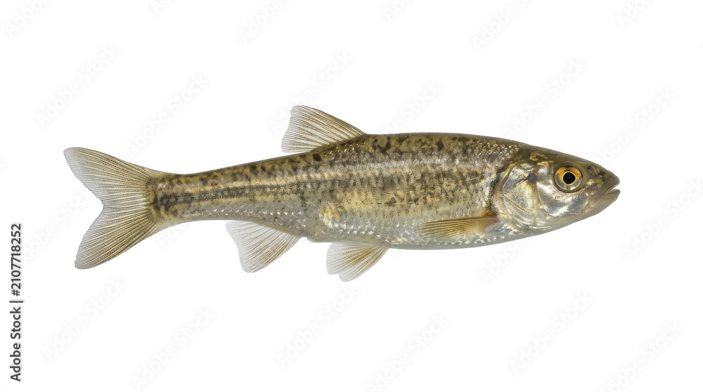 Obraz premium European minnow specimen detailed side view freshwater fish isolated on transparent background phoxinus cyprinidae anatomy ichthyology