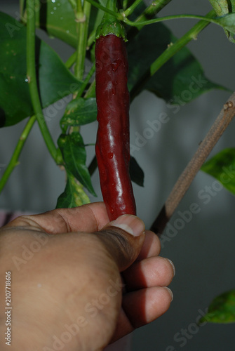 Hand holding a long ripe pepper on the plant in garden