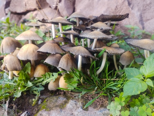 Quadro su tela Beautiful garden mushrooms Mica Caps turning black when shedding their spores