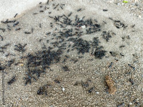 Fotografía black ants, possibly a species of Camponotus or Formica (field ants), foraging or swarming on sandy soil