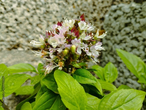 Photos African Blue Basil its distinctive purple flower bracts and white to light pink