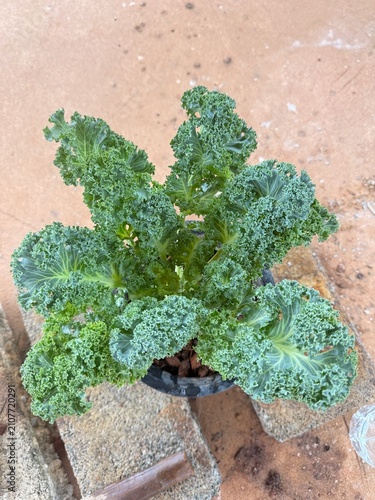 green kale in a pot, planting plants