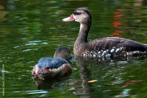 A pair of whistling ducks is swimming in the pond.