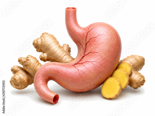3D illustration of human stomach organ with fresh ginger root for digestion health concept
