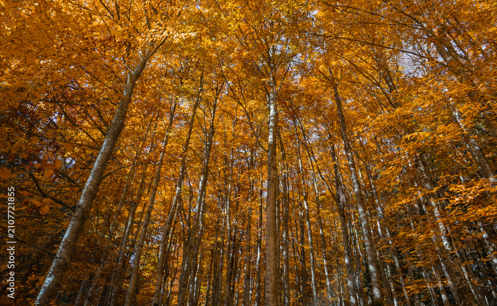 Obraz premium When the autumn horizon dresses the trees in an ancient scarlet light