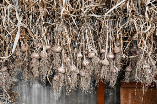 фотографія Freshly harvested garlic hanging to dry in vegetable garden