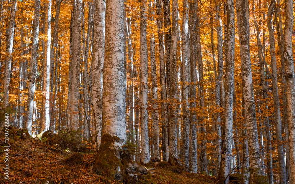Obraz premium The golden whisper of leaves dancing in the sleeping forest