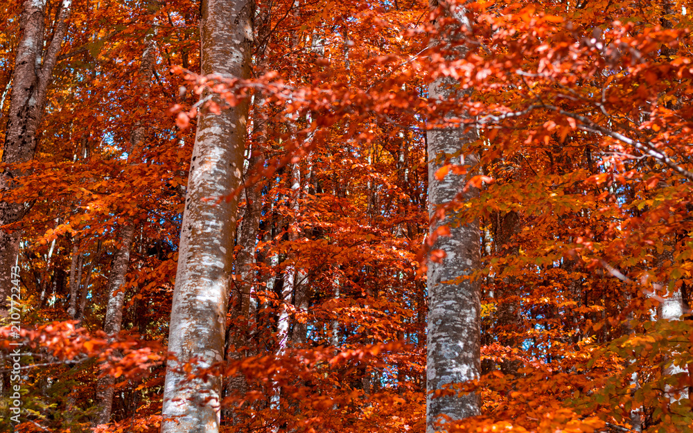Obraz premium That breath of wind that paints the forest with coppery shades