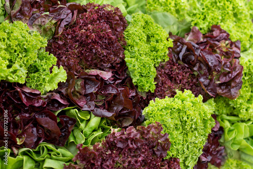 Foto Lettuce Red Leaf and Green Leaf salad arrangement - Fresh garden green lettuce mixed with some red lettuce, which has a purple hue to it