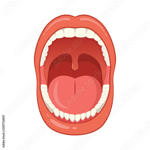 Human Open Mouth Oral Cavity Anatomy. Teeth, Tongue and Uvula Flat Vector Illustration for Medical and Dental Education