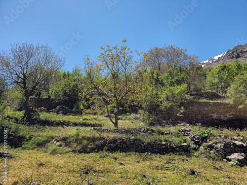 Cuadro en lienzo Golden-hued trees rise above tiered dry stone walls on a sunlit hillside, with a snow-capped peak glimpsed in the distance beyond the green countryside