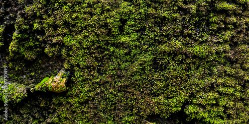 Fotografie a dense texture of green moss commonly found on moist ground or surfaces