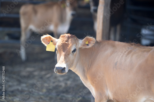 Canvastavla Calf face shows gentle eyes