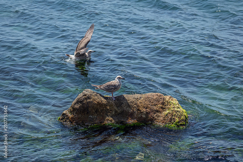 A young seagull perched on a rock by the sea. The rocks are covered in moss. A seagull is flapping its wings in the sea.