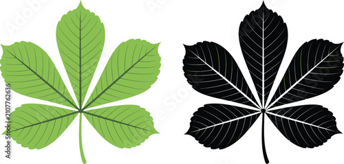 Fotografie Horse chestnut buckeye leaf illustrations featuring botanical foliage in silhouette and color vector styles for nature and gardening