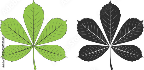 Foto Horse chestnut buckeye leaf illustrations featuring botanical foliage in silhouette and color vector styles for nature and gardening