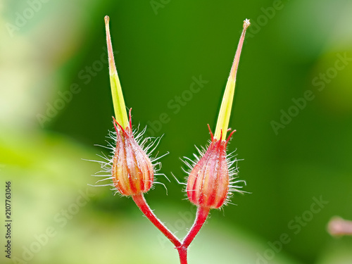 Canvas Print Herb Robert flower buds Geranium robertianum Grow on a red stem