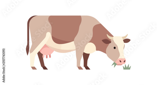 Brown and white cow eating grass on a white background.