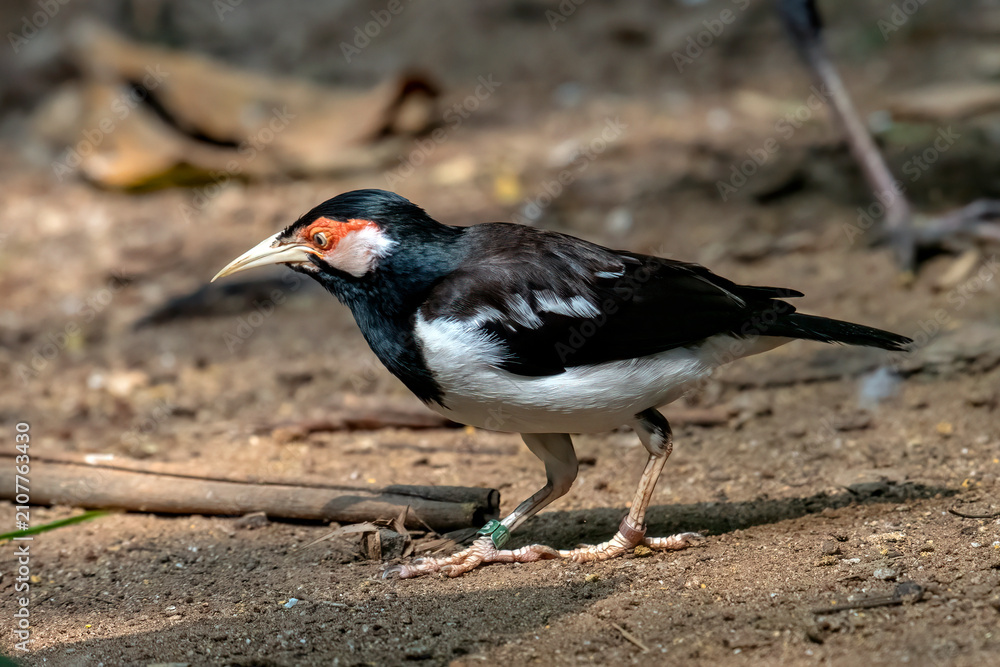 Fototapeta premium the Javan Pied Starling is considered critically endangered