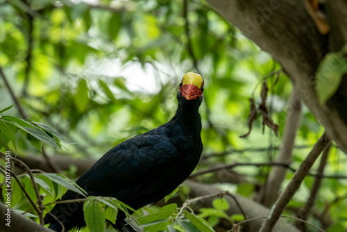 The violet turaco bird or violaceous plantain eater