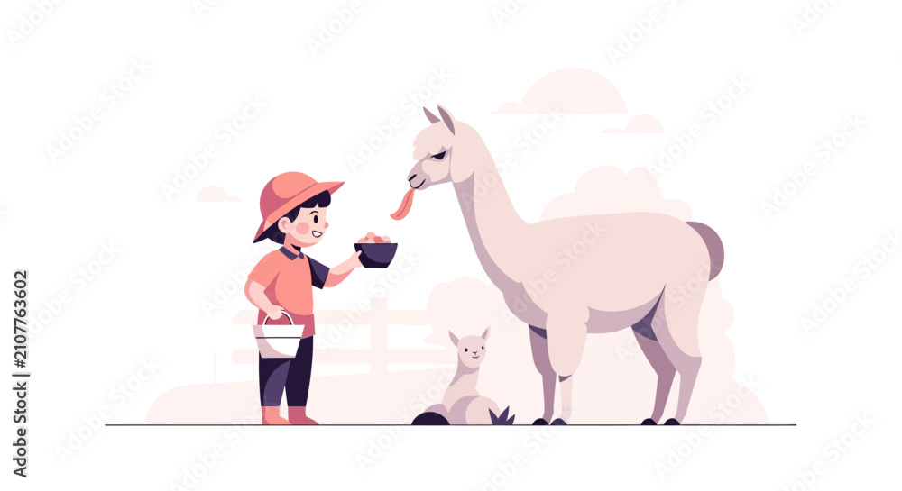 Fototapeta premium Child Feeding Llama and Baby Llama on White Background.