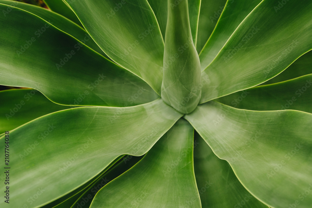 Fototapeta premium Top view of agave plant in greenhouse.