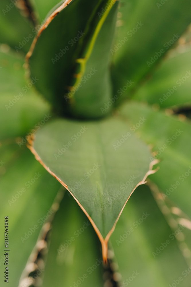 Fototapeta premium Closeup of agave leaves with natural symmetry.