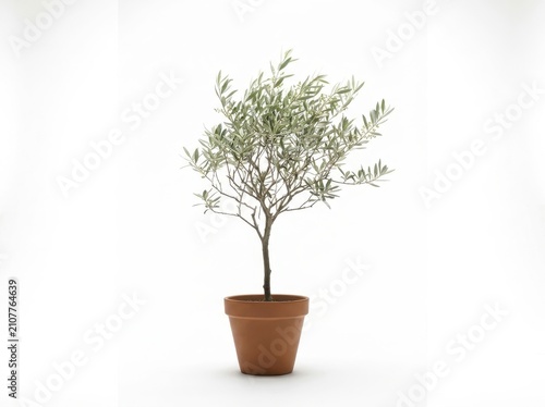 Small Olive Tree in Minimalist Pot with White Background