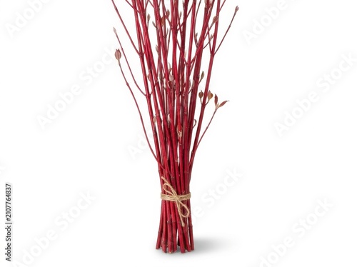 Red Dogwood Stems Bundle on White Background