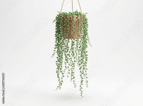 Trailing String of Pearls Succulent in White Background