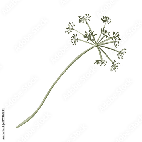 Bild auf Leinwand Watercolor green umbel seed head isolated clipart
