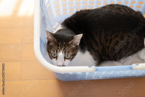 カゴの中でくつろぐ可愛い猫　キジトラ猫	