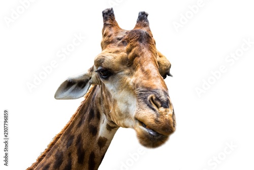 Giraffe head on white background.