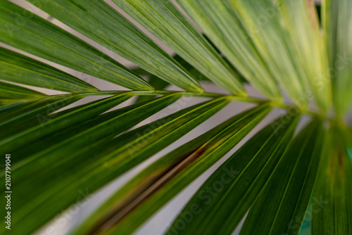 Schilderij op canvas Yellowing tips on green howea palm leaf close up