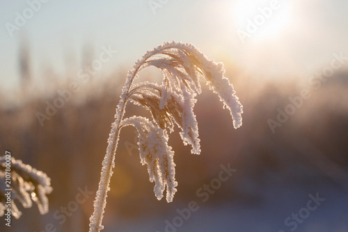 Freezing sunrise in Finland. Frozen hay straws in a cold weather. Sun shining from low and glazing details in hays.
